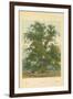 Wych Elm-William Henry James Boot-Framed Giclee Print