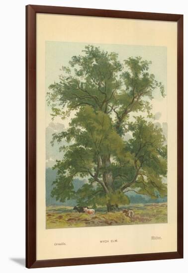 Wych Elm-William Henry James Boot-Framed Giclee Print