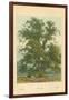 Wych Elm-William Henry James Boot-Framed Giclee Print