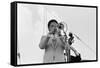 Wynton Marsalis, Knebworth, 1982-Brian O'Connor-Framed Stretched Canvas