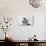 Wynton Marsalis, Knebworth, 1982-Brian O'Connor-Photographic Print displayed on a wall