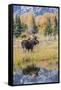 Wyoming, a Bull Moose Stands Near the Snake River at Schwabacher Landing in the Autumn-Elizabeth Boehm-Framed Stretched Canvas