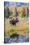 Wyoming, a Bull Moose Stands Near the Snake River at Schwabacher Landing in the Autumn-Elizabeth Boehm-Stretched Canvas