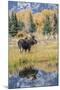 Wyoming, a Bull Moose Stands Near the Snake River at Schwabacher Landing in the Autumn-Elizabeth Boehm-Mounted Photographic Print