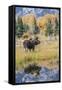 Wyoming, a Bull Moose Stands Near the Snake River at Schwabacher Landing in the Autumn-Elizabeth Boehm-Framed Stretched Canvas