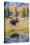 Wyoming, a Bull Moose Stands Near the Snake River at Schwabacher Landing in the Autumn-Elizabeth Boehm-Stretched Canvas