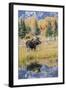 Wyoming, a Bull Moose Stands Near the Snake River at Schwabacher Landing in the Autumn-Elizabeth Boehm-Framed Photographic Print