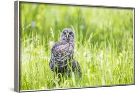 Wyoming, a Great Gray Owl Fledgling on a Stump Just after Leaving the Nest-Elizabeth Boehm-Framed Photographic Print