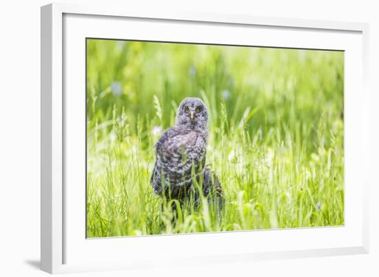 Wyoming, a Great Gray Owl Fledgling on a Stump Just after Leaving the Nest-Elizabeth Boehm-Framed Photographic Print