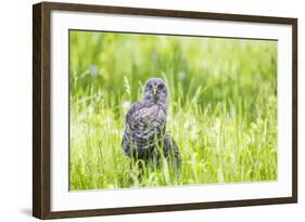 Wyoming, a Great Gray Owl Fledgling on a Stump Just after Leaving the Nest-Elizabeth Boehm-Framed Photographic Print