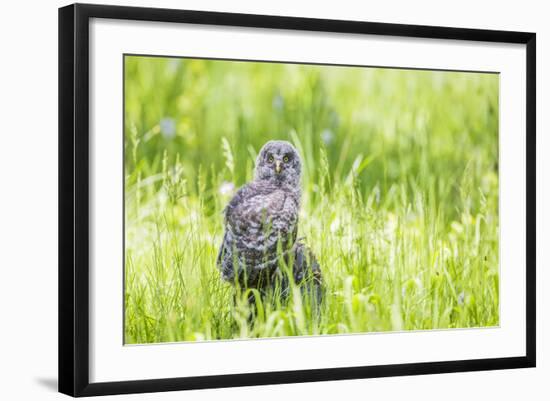 Wyoming, a Great Gray Owl Fledgling on a Stump Just after Leaving the Nest-Elizabeth Boehm-Framed Photographic Print