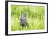 Wyoming, a Great Gray Owl Fledgling on a Stump Just after Leaving the Nest-Elizabeth Boehm-Framed Photographic Print