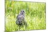 Wyoming, a Great Gray Owl Fledgling on a Stump Just after Leaving the Nest-Elizabeth Boehm-Mounted Photographic Print