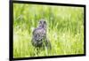 Wyoming, a Great Gray Owl Fledgling on a Stump Just after Leaving the Nest-Elizabeth Boehm-Framed Photographic Print