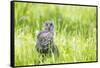 Wyoming, a Great Gray Owl Fledgling on a Stump Just after Leaving the Nest-Elizabeth Boehm-Framed Stretched Canvas