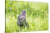 Wyoming, a Great Gray Owl Fledgling on a Stump Just after Leaving the Nest-Elizabeth Boehm-Stretched Canvas