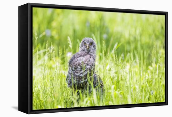 Wyoming, a Great Gray Owl Fledgling on a Stump Just after Leaving the Nest-Elizabeth Boehm-Framed Stretched Canvas