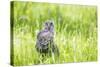 Wyoming, a Great Gray Owl Fledgling on a Stump Just after Leaving the Nest-Elizabeth Boehm-Stretched Canvas