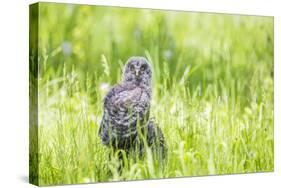 Wyoming, a Great Gray Owl Fledgling on a Stump Just after Leaving the Nest-Elizabeth Boehm-Stretched Canvas