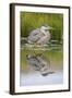 Wyoming, a Juvenile Great Blue Heron Forages for Food in a Calm Pond with Full Reflection-Elizabeth Boehm-Framed Photographic Print