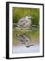 Wyoming, a Juvenile Great Blue Heron Forages for Food in a Calm Pond with Full Reflection-Elizabeth Boehm-Framed Photographic Print