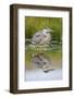 Wyoming, a Juvenile Great Blue Heron Forages for Food in a Calm Pond with Full Reflection-Elizabeth Boehm-Framed Photographic Print