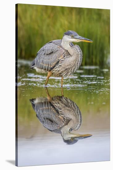 Wyoming, a Juvenile Great Blue Heron Forages for Food in a Calm Pond with Full Reflection-Elizabeth Boehm-Stretched Canvas