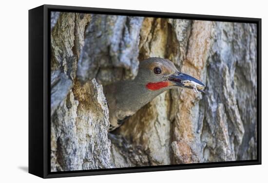 Wyoming, a Northern Flicker Removes a Fecal Sac from the Nest Cavity in a Cottonwood Tree-Elizabeth Boehm-Framed Stretched Canvas