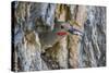 Wyoming, a Northern Flicker Removes a Fecal Sac from the Nest Cavity in a Cottonwood Tree-Elizabeth Boehm-Stretched Canvas