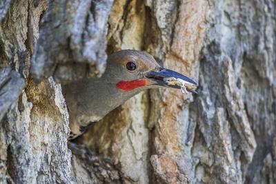 https://imgc.allpostersimages.com/img/posters/wyoming-a-northern-flicker-removes-a-fecal-sac-from-the-nest-cavity-in-a-cottonwood-tree_u-L-Q13AP6Y0.jpg?artPerspective=n