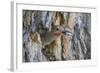 Wyoming, a Northern Flicker Removes a Fecal Sac from the Nest Cavity in a Cottonwood Tree-Elizabeth Boehm-Framed Photographic Print