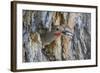 Wyoming, a Northern Flicker Removes a Fecal Sac from the Nest Cavity in a Cottonwood Tree-Elizabeth Boehm-Framed Photographic Print