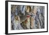 Wyoming, a Northern Flicker Removes a Fecal Sac from the Nest Cavity in a Cottonwood Tree-Elizabeth Boehm-Framed Photographic Print