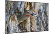 Wyoming, a Northern Flicker Removes a Fecal Sac from the Nest Cavity in a Cottonwood Tree-Elizabeth Boehm-Mounted Photographic Print