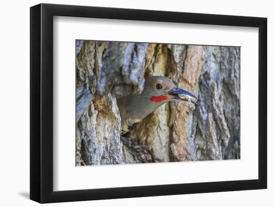 Wyoming, a Northern Flicker Removes a Fecal Sac from the Nest Cavity in a Cottonwood Tree-Elizabeth Boehm-Framed Photographic Print