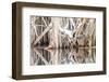 Wyoming, a Virginia Rail Is Reflected in a Calm Morning Pond after a Spring Snowstorm-Elizabeth Boehm-Framed Photographic Print