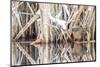 Wyoming, a Virginia Rail Is Reflected in a Calm Morning Pond after a Spring Snowstorm-Elizabeth Boehm-Mounted Photographic Print