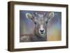 Wyoming. A young mountain goat's first snow.-Janet Muir-Framed Photographic Print