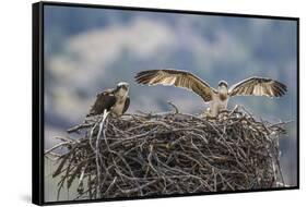 Wyoming, a Young Osprey Flaps it's Wings in Preparation for Fledging as Adult Looks On-Elizabeth Boehm-Framed Stretched Canvas