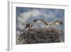 Wyoming, a Young Osprey Flaps it's Wings in Preparation for Fledging as Adult Looks On-Elizabeth Boehm-Framed Photographic Print