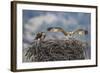 Wyoming, a Young Osprey Flaps it's Wings in Preparation for Fledging as Adult Looks On-Elizabeth Boehm-Framed Photographic Print