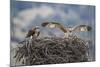 Wyoming, a Young Osprey Flaps it's Wings in Preparation for Fledging as Adult Looks On-Elizabeth Boehm-Mounted Photographic Print