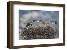 Wyoming, a Young Osprey Flaps it's Wings in Preparation for Fledging as Adult Looks On-Elizabeth Boehm-Framed Photographic Print