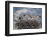 Wyoming, a Young Osprey Flaps it's Wings in Preparation for Fledging as Adult Looks On-Elizabeth Boehm-Framed Photographic Print