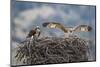 Wyoming, a Young Osprey Flaps it's Wings in Preparation for Fledging as Adult Looks On-Elizabeth Boehm-Mounted Photographic Print