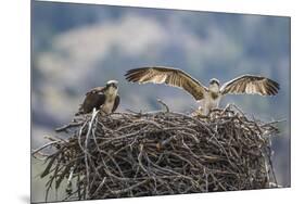 Wyoming, a Young Osprey Flaps it's Wings in Preparation for Fledging as Adult Looks On-Elizabeth Boehm-Mounted Premium Photographic Print