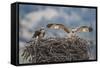 Wyoming, a Young Osprey Flaps it's Wings in Preparation for Fledging as Adult Looks On-Elizabeth Boehm-Framed Stretched Canvas