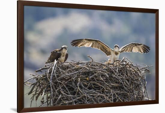 Wyoming, a Young Osprey Flaps it's Wings in Preparation for Fledging as Adult Looks On-Elizabeth Boehm-Framed Photographic Print