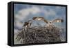 Wyoming, a Young Osprey Flaps it's Wings in Preparation for Fledging as Adult Looks On-Elizabeth Boehm-Framed Stretched Canvas
