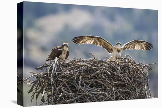 Wyoming, a Young Osprey Flaps it's Wings in Preparation for Fledging as Adult Looks On-Elizabeth Boehm-Stretched Canvas